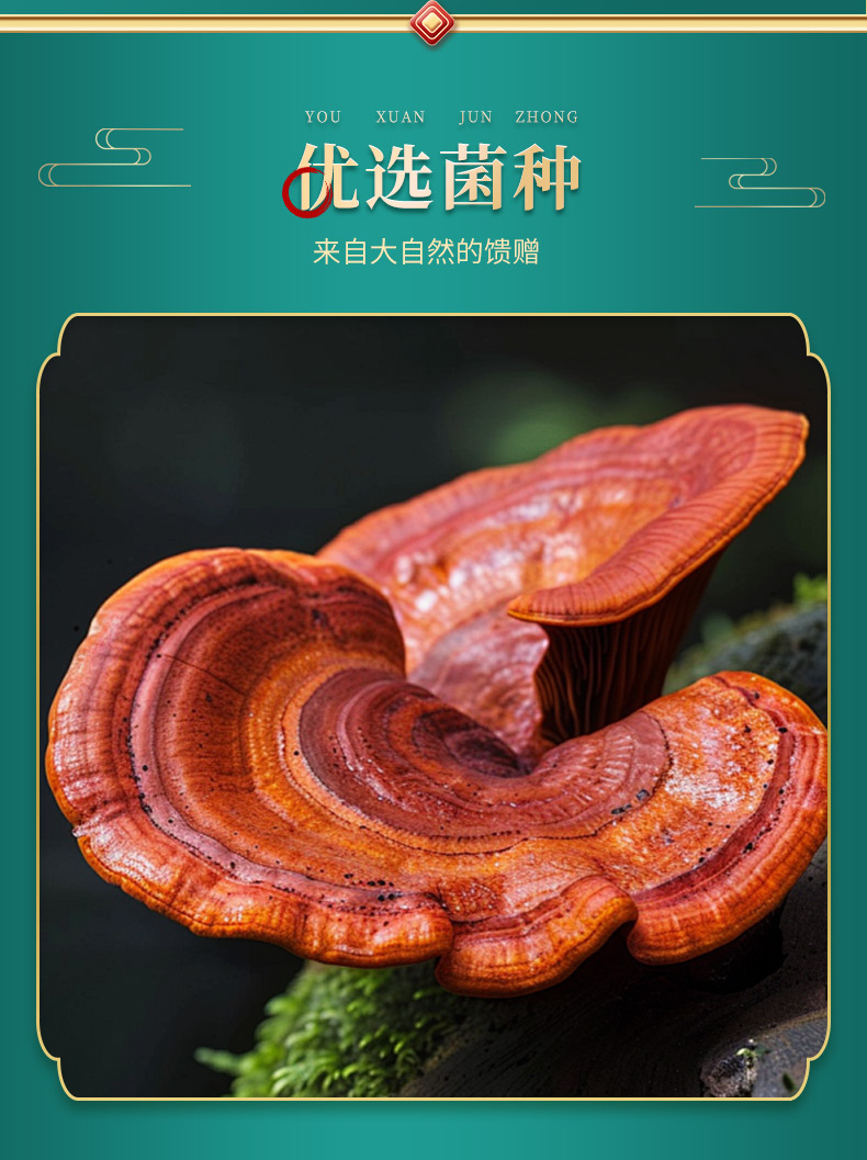 Reishi Mushroom Spore Powder 100g Ling Zhi Chi Zhi Cell Wall Broken for Daily Wellness key features