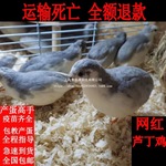 下好养宠物活物礼服鸡芦丁可卢丁成年孵化网红迷你蛋鸡鸡德系