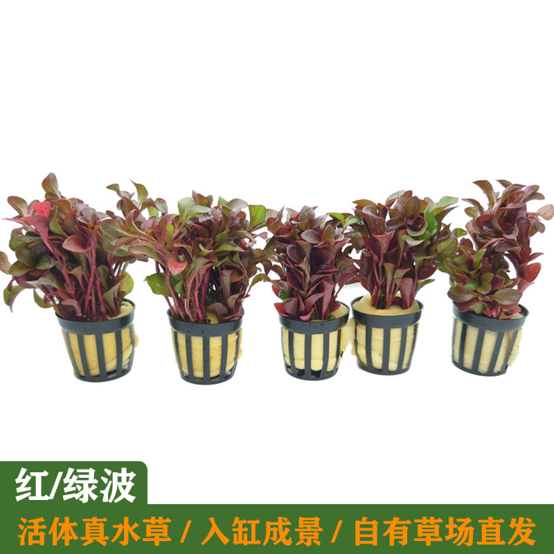 Red Wave Green Wave Live Aquatic Plants Opposite Leaf Water Roland Small Pagoda Real Grass Front and Rear Aquarium Fish Tank Aquatic Plants Wholesale