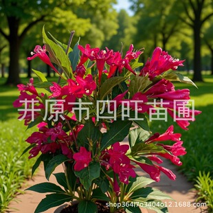 2026�۹����\���� �ļ��\�� �t�����\��С�� ¶����ֲ����ľ