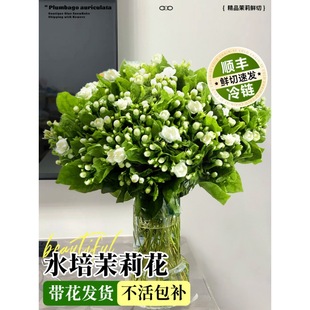 Jasmine Flowers, Yunnan Flower Base, Direct Delivery, Sf Free Shipping, Living Room Decoration Flowers, Peonies, Hydrangeas, Fresh Cut Flowers