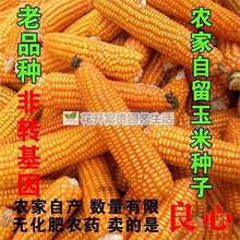 王小帮老品种黄玉米粒 自留种子 非转基因农家笨玉米种子可自留种