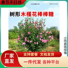 һlľȻذľȰǿʳļBͥԺG