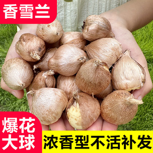 ��ѩ�m�N���ļ���������������ذ�С�n�m���B�������ֲ��N��