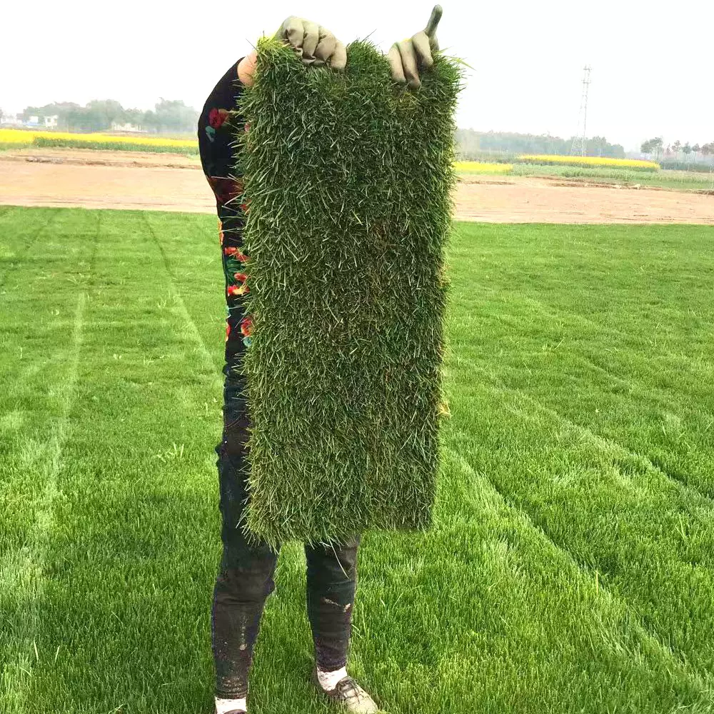 四川绿化草皮真草坪带泥草卷草块 台湾草台湾二号 百慕大混播草坪