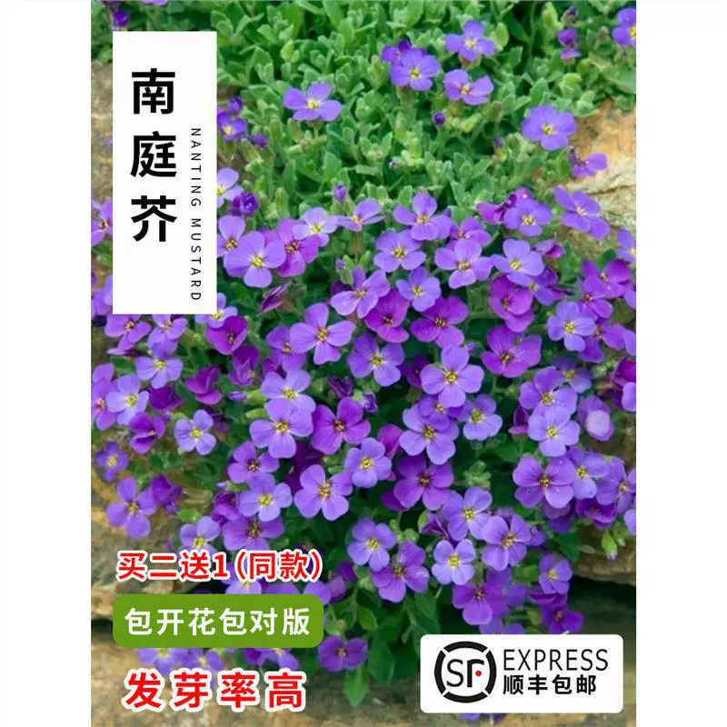 Семена холодостойкие карликовые камни сшитые синие семена горчицы на открытом воздухе