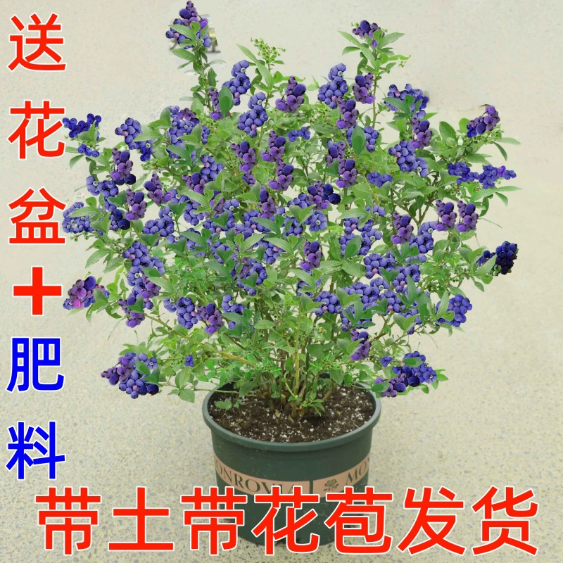 Саженцы черничного дерева с плодами, саженцы черники в горшках для посадки на севере и юге, очень большие балконные саженцы кроличьего глаза, которые в том же году дают плоды.