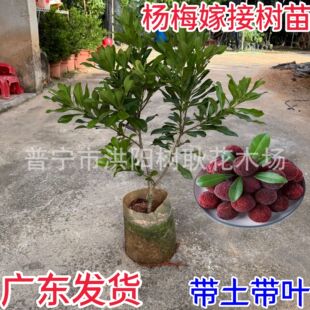 ���ږ|����÷�޽Ә��������ش��̿����ͥԺ��÷�����÷�������