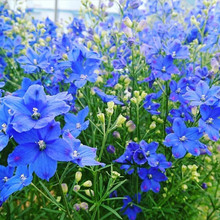 ǧBݷNͥԺNֲN{ɫСwݷNӻ^wB