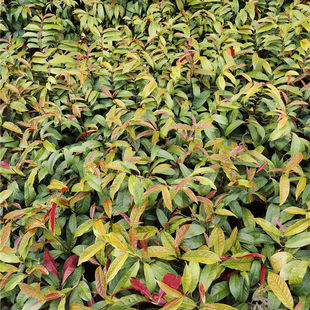 �t��������ľ�ϱ����̨ͥԺ�����ļ��^�~�Gֲ�G����������