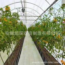 �۱�ϩPP�Nֲ�� ���Ҵ���õ���r�л��{ݮ��ݮ�߲� �o������