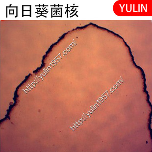 Plant Pathology, Peach and Apricot Pathology, Sunflower Mushroom Core Slicing, Biological Microscope Specimen Experimental Teaching Aids