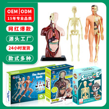 跨境儿童玩具骨骼器官可拆卸拼装模型生物解剖医学3d内脏人体