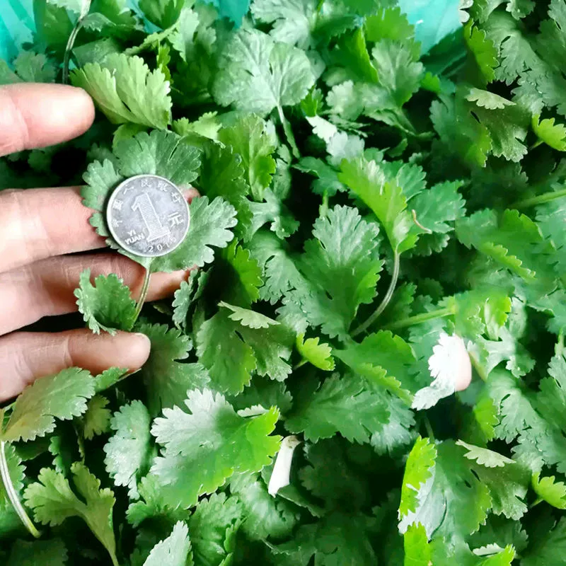Семена кориандра Four Seasons посев морозостойких термостойких балконов в помещении и на открытом воздухе семена кориандра в горшках семена овощных культур оптом