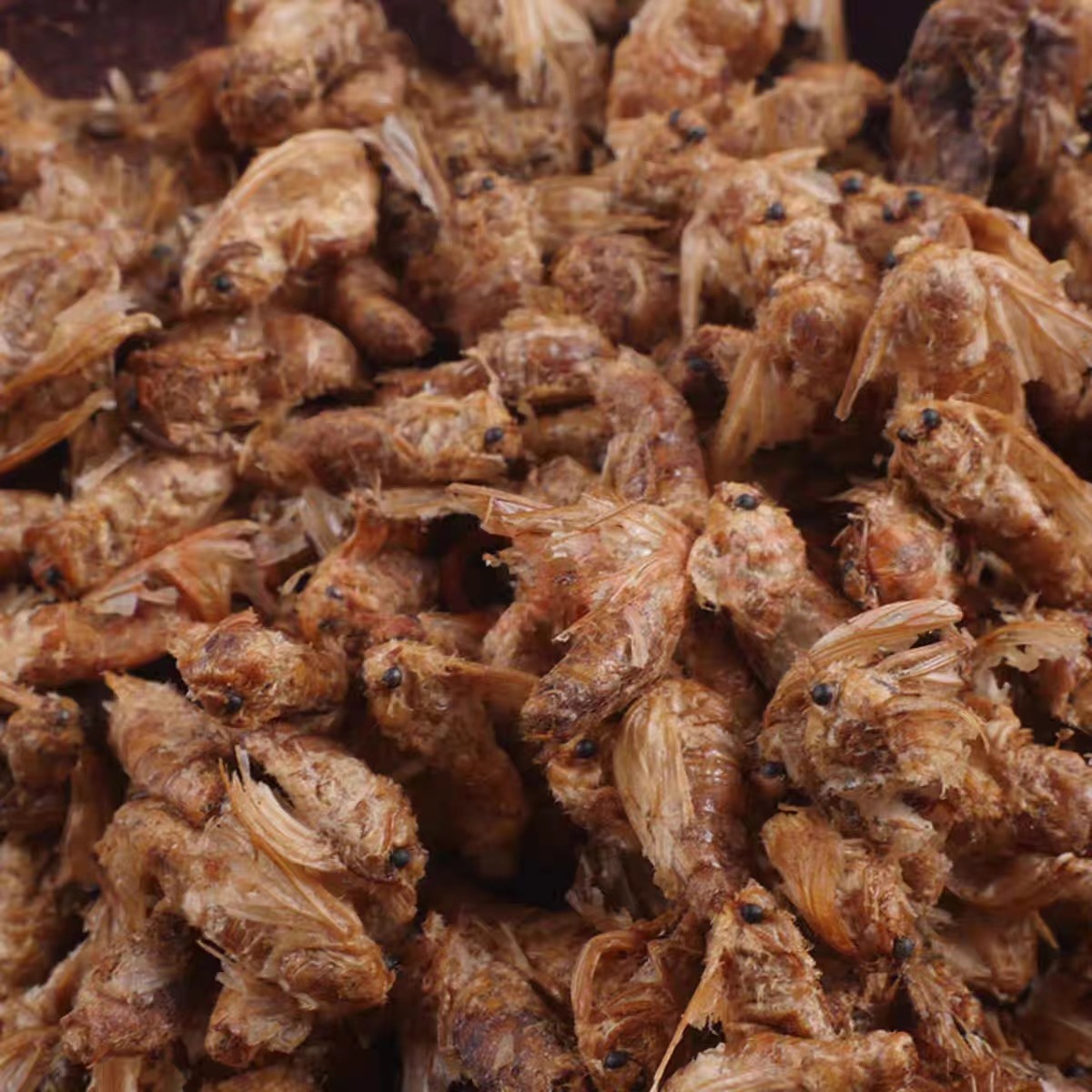 Male Silkworm Moth (Bombyx mori) — Dried Whole Male Moth for Traditional Herbal Infusions preparation
