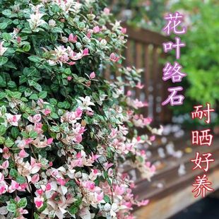 ������ֱ�l�����~�jʯ���Դ���ֲ���̨ͥԺ���~�Gֲ�S��jʯ��