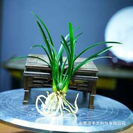 新款有香水味小苍兰花苗杂交兰四季兰迷你室内客厅水培好养绿植