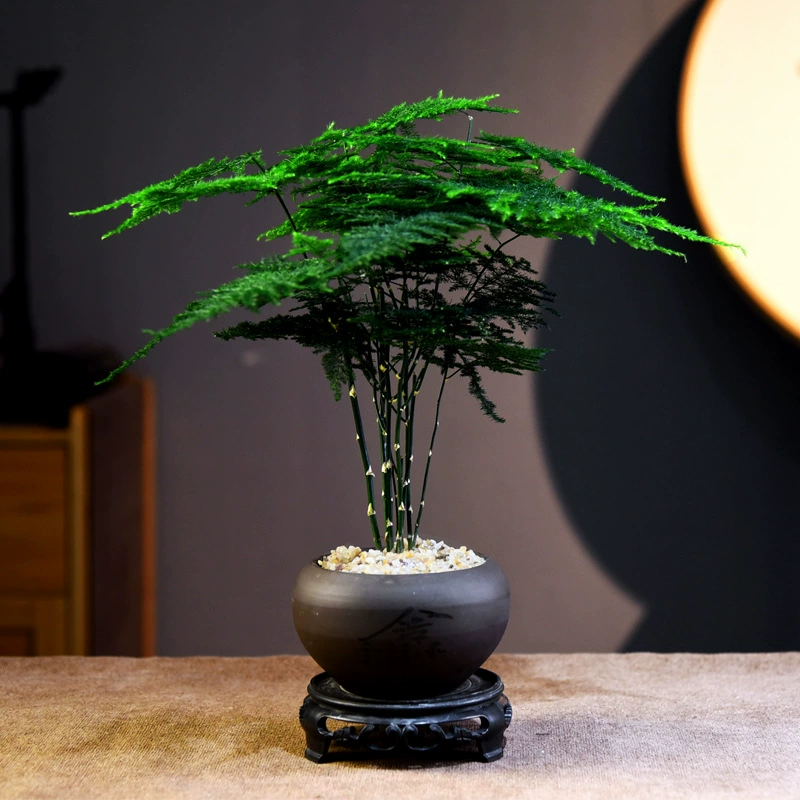 Художественный бамбуковый бонсай, новый китайский стиль, комнатное, легкое в уходе горшечное растение, настольное украшение, натуральный романтический подарок на фестиваль Qixi.