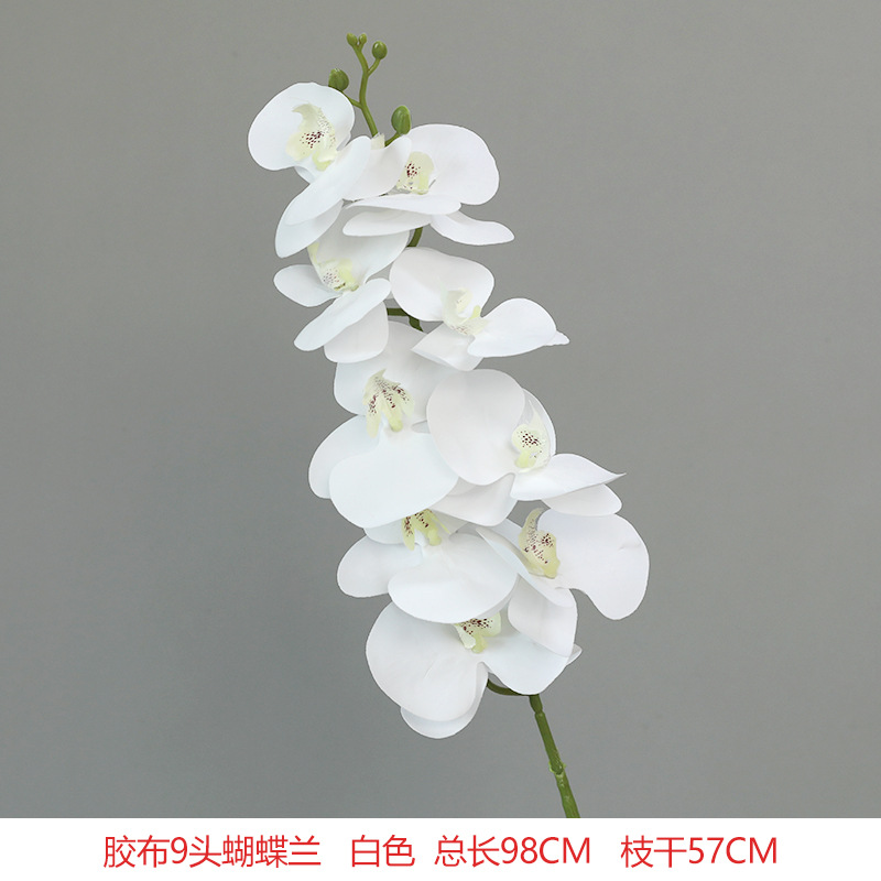 호접란 필름-화이트