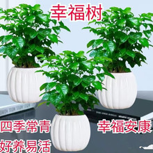 �Ҹ���Gֲ�����՚��ļ�����͏d�[������ֲ��