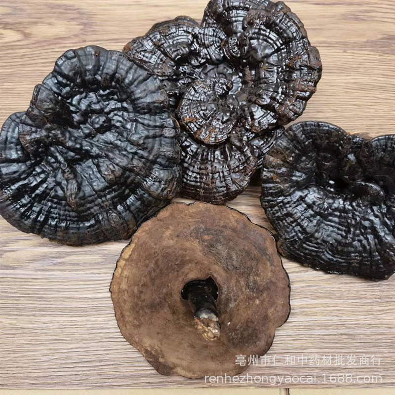 Changbai Mountain Black Reishi Lingzhi Whole Dried Mushroom Traditional Herbal Decoction quality and texture