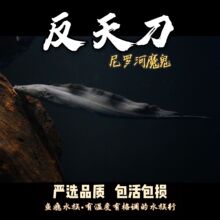 【魔鬼刀鱼】_魔鬼刀鱼品牌/图片/价格_魔鬼刀鱼批发_阿里巴巴