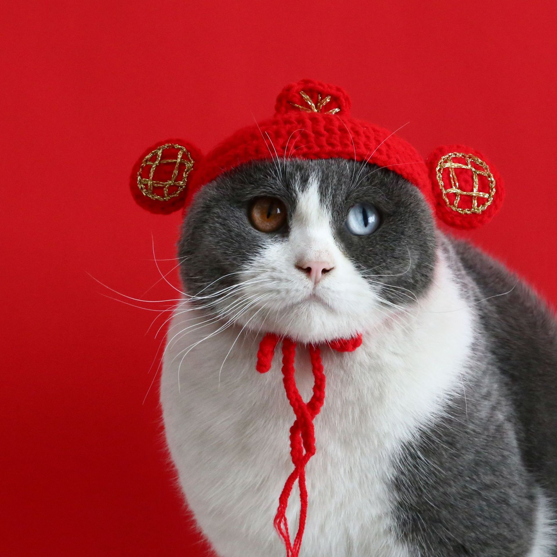 Mascota gato Oso De Peluche perro Año Nuevo afortunado sombrero lana punto Dios Riqueza caliente cabeza Festival Primavera Internet accesorios la celebridad