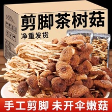 2025云南农家茶树菇干货甄选不开伞切根新鲜茶薪菇香菇蘑菇250g
