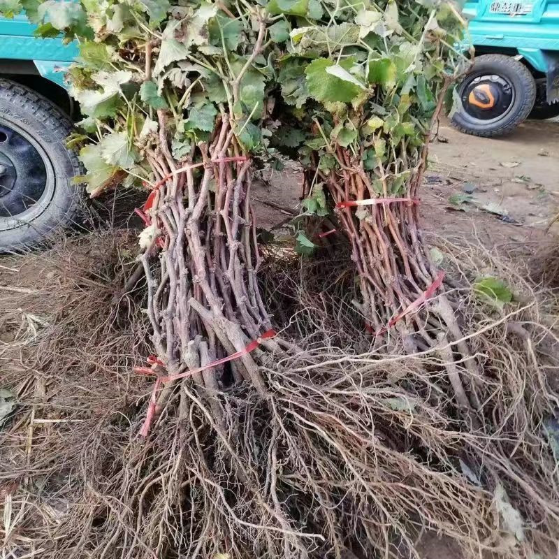 葡萄树苗无籽无核果树苗地栽盆栽南北爬藤庭院种植工程苗木花卉树