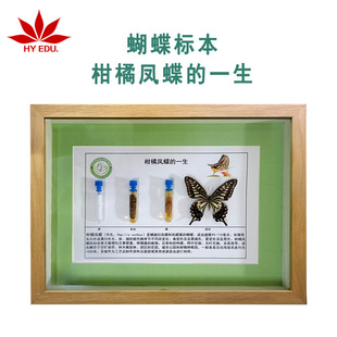 Red Leaf Teana Insect Specimen Citrus Butterfly Life History Specimen Real Insect Display Complete Details