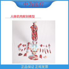 �О��t�� ������˼�����ʽ̌W��Ʒ ���w�������ģ��