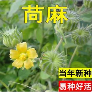 ����N�� ����N�� Ұ�r�� ���鶬���N��С���������K�ö����N��