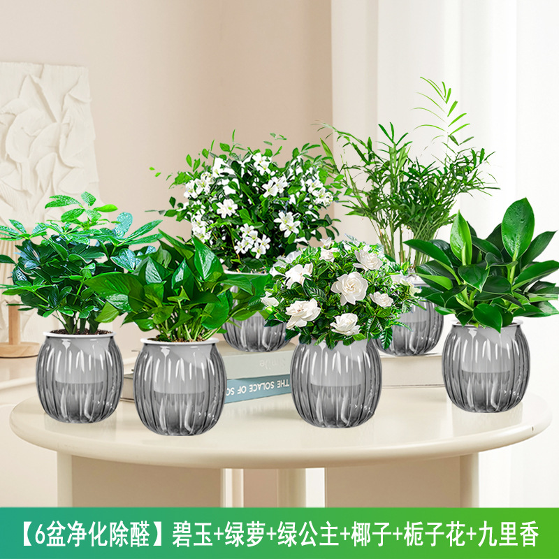 [6개의 화분 정화 및 알데히드 제거] 재스퍼 + 포토스 + 그린 프린세스 + 코코넛 + 치자나무 + 구리샹