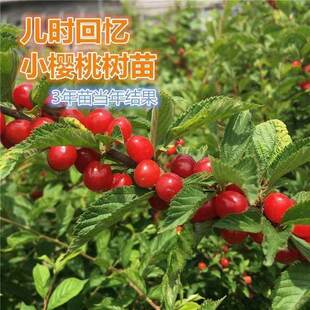 ë���Ҙ���|��С���ҹ������ͺ����r�ؑ���ͥ����ͥԺ�^���^��