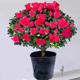 ��t�Ї��t���N���Ϙ��ļ��_���҃����̨�Gֲ���Ժ��B�׻����