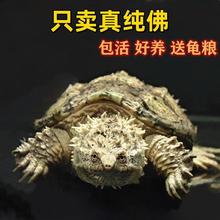 ����걱��С���������籬�̴��������ӷ�ʳ�����������С�ڹ�