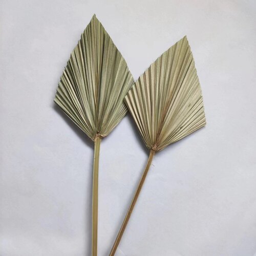 Mini fan leaf vase flower arrangement green plant palm leaf dried flower landscape bouquet matching suitable natural plant sunflower leaf