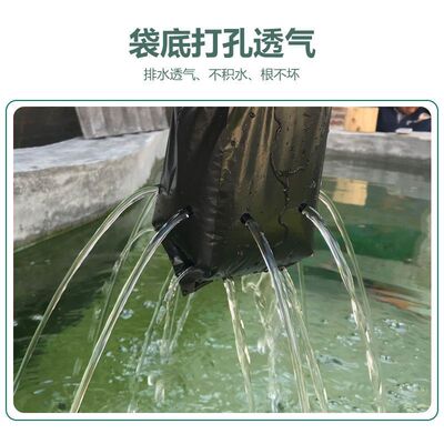 源头工厂黑色育苗袋瓜果树苗营养袋加厚耐用育苗袋子芒果菠萝橙子