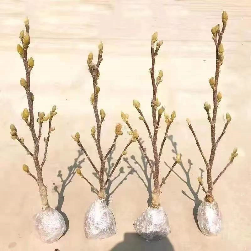 玉兰花带花苞树苗室外庭院绿化植物红玉兰黄玉兰紫玉兰耐寒易成活