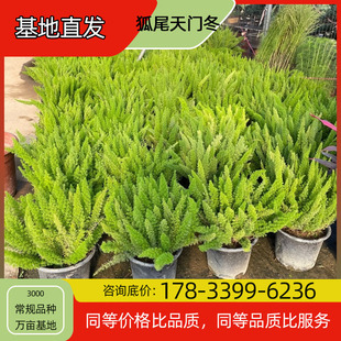 Foxtail Asparagus Potted Base Planting, Four-Season Flowering, Courtyard Planting, Green Plant Project, Greening Seedlings, Easy to Breed