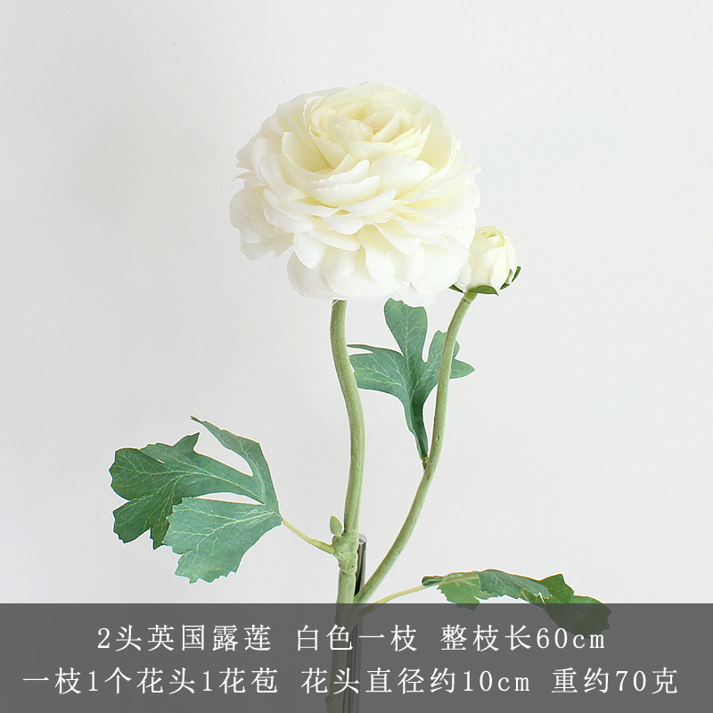 화이트