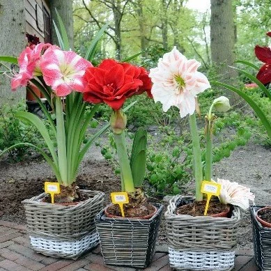 Цветочное растение горшечный цветок Чжу Динхун вид луковицы до лотоса Амариллис цветок в том же году