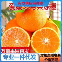 【活动款】四川爱媛果冻橙新鲜橙子水果当季对接电商直播产地直发