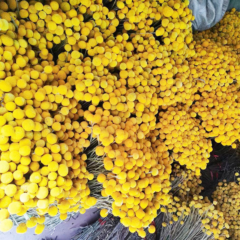 Golden Ball Dried Flower Real Flower Golden Fruit Immortal Flower Home Decoration Photography Props Bouquet Accessories Yunnan Wholesale Golden Ball Dried Flower Real Flower Golden Fruit Immortal Flower Home Decoration Photography Props Bouquet Accessories Yunnan Wholesale