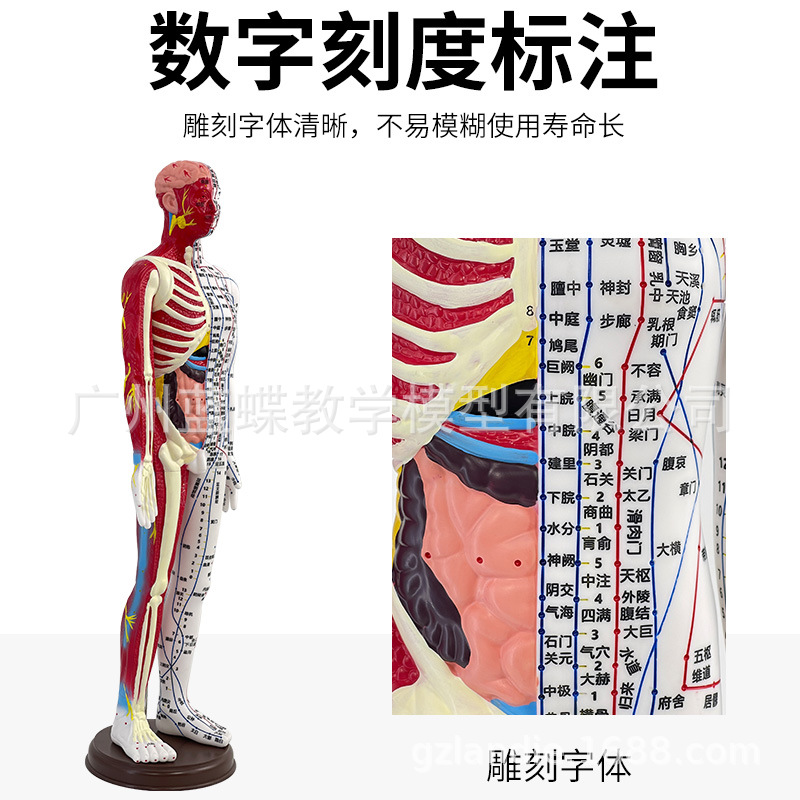 60cm��׼�������ģ�� ��ҽ�������Ѩλģ��ͼʮ�������ѧģ��