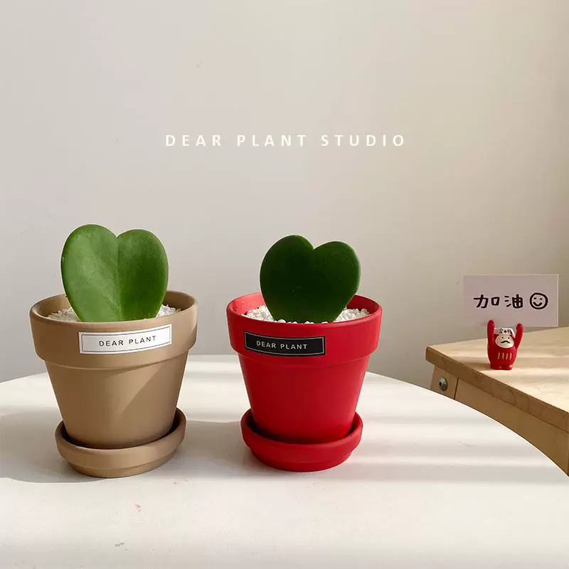 Дорогие зеленые растения, маленькое растение в горшке на офисном столе, забавные суккуленты, китайский подарок на День святого Валентина