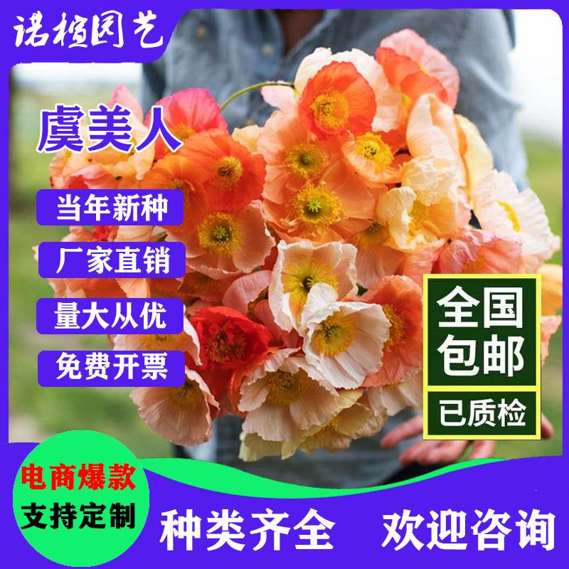 虞美人种子混色冰岛虞美人花种子春秋季播种庭院室外耐寒花海种籽