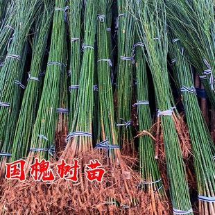 �������������С���S�𻱴�����צ���̻���ͥԺ�е����̾G����