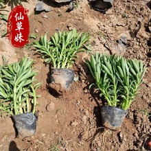 �M�����Գ��оG��ֲ���������߾����� ���ݻ������lС�����߾���