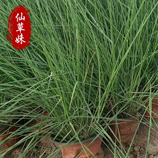 粉黛乱子草袋苗杯苗多芽杯苗 时令绿化粉代乱子草花海打造花苗